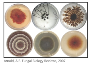 Petri dish cultures of fungi that live in plants