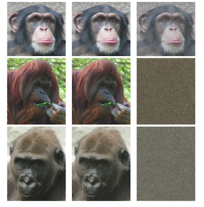 Graphic representation of the completedness of several great ape genomes, which are becoming clearer thanks to PacBio long-read DNA and RNA sequencing 